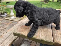 Bl Male 2, a male Goldendoodle for sale in Leon, KS – Photo 3 of 6