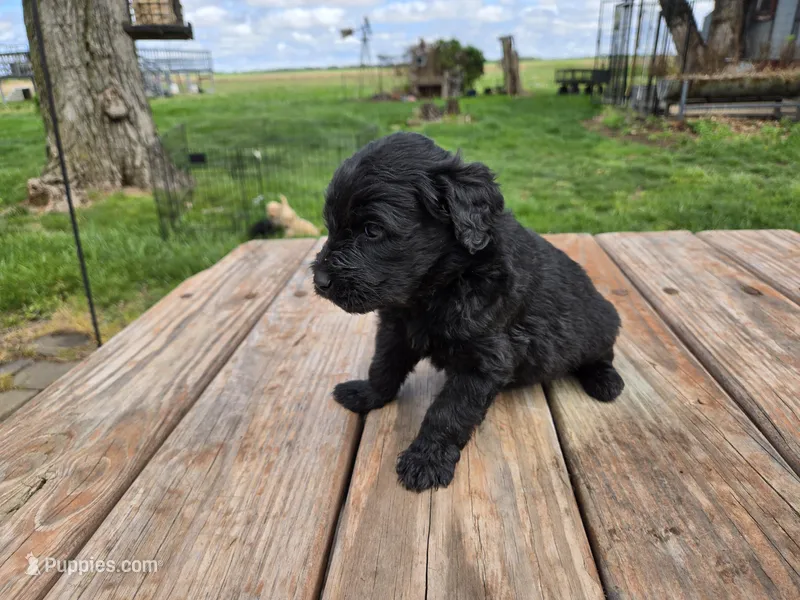 Bl Male 2 – Goldendoodle puppy for sale in Leon, KS