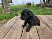 Bl Male 2, a male Goldendoodle for sale in Leon, KS – Photo 1 of 6