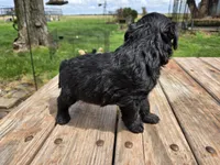 Bl Male 2, a male Goldendoodle for sale in Leon, KS – Photo 5 of 6