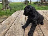 Bl Male 2, a male Goldendoodle for sale in Leon, KS – Photo 6 of 6