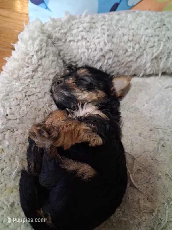 MO – Yorkshire Terrier puppy for sale in Baldwin, NY