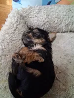 MO, a male Yorkshire Terrier for sale in Baldwin, NY – 1 of 1