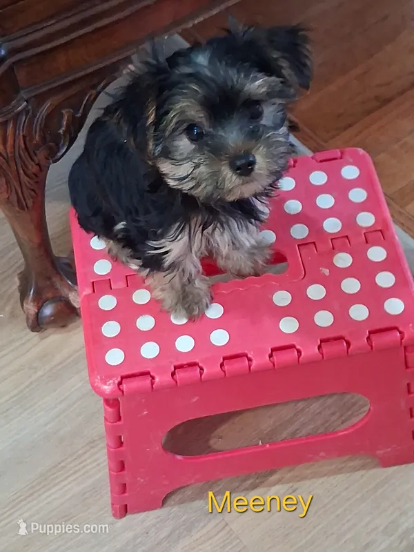 Miney – Yorkshire Terrier puppy for sale in Baldwin, NY