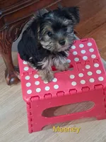 Miney, a female Yorkshire Terrier for sale in Baldwin, NY – 1 of 1