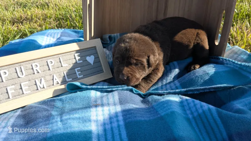 Purple collar  – Labrador Retriever puppy for sale in Marshall, MO