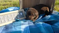 sweet chocolate lab puppy (purple), a female Labrador Retriever for sale in Marshall, MO – Photo 1 of 9
