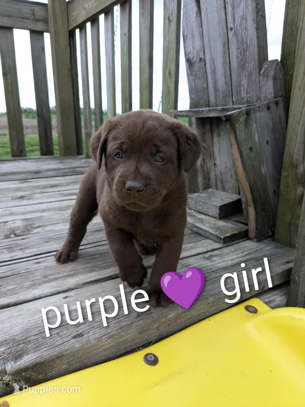 sweet chocolate lab puppy (purple) – Labrador Retriever puppy for sale in Marshall, MO