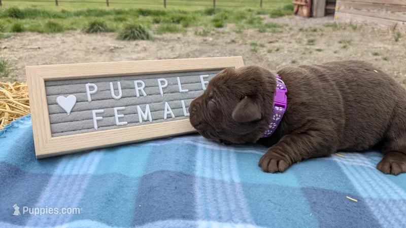 Purple collar  – Labrador Retriever puppy for sale in Marshall, MO