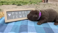 sweet chocolate lab puppy (purple), a female Labrador Retriever for sale in Marshall, MO – Photo 3 of 9