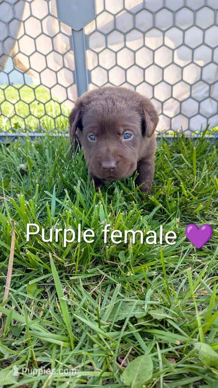 sweet chocolate lab puppy (purple) – Labrador Retriever puppy for sale in Marshall, MO