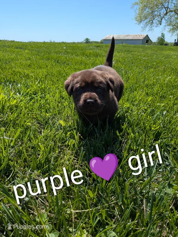 sweet chocolate lab puppy (purple) – Labrador Retriever puppy for sale in Marshall, MO