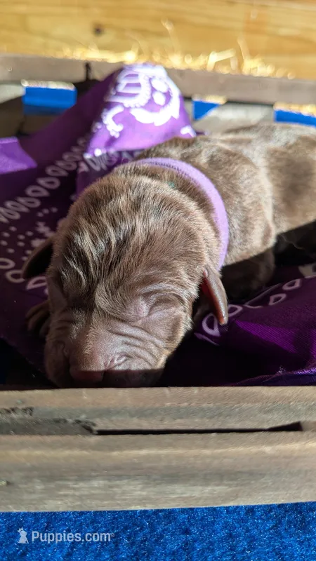 Purple collar  – Labrador Retriever puppy for sale in Marshall, MO