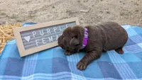 sweet chocolate lab puppy (purple), a female Labrador Retriever for sale in Marshall, MO – Photo 4 of 9