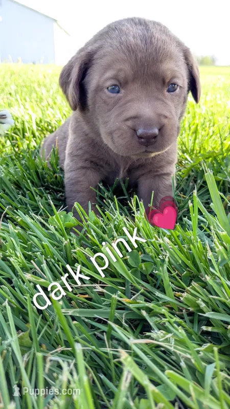 Sweet Chocolate Lab Puppy (dark pink) – Labrador Retriever puppy for sale in Marshall, MO