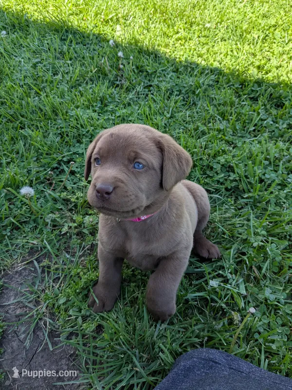 Sweet Chocolate Lab Puppy (dark pink) – Labrador Retriever puppy for sale in Marshall, MO