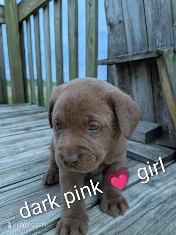 Sweet Chocolate Lab Puppy (dark pink) – Labrador Retriever puppy on hold in Marshall, MO