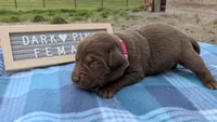 Sweet Chocolate Lab Puppy (dark pink), a female Labrador Retriever for sale in Marshall, MO – Photo 3 of 9