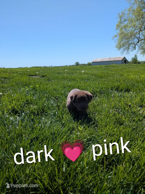Sweet Chocolate Lab Puppy (dark pink) – Labrador Retriever puppy for sale in Marshall, MO