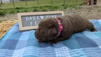Sweet Chocolate Lab Puppy (dark pink), a female Labrador Retriever for sale in Marshall, MO – Photo 4 of 9