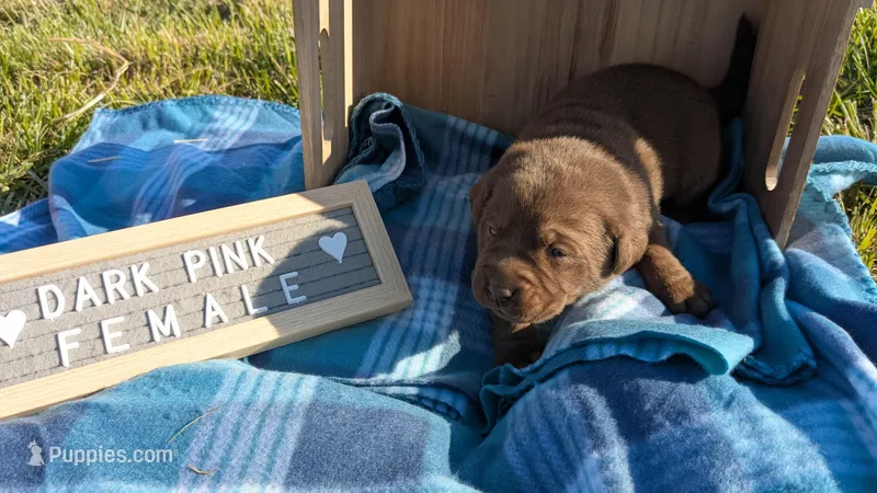 Dark pink collar – Labrador Retriever puppy for sale in Marshall, MO