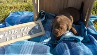 Sweet Chocolate Lab Puppy (dark pink), a female Labrador Retriever for sale in Marshall, MO – Photo 1 of 9