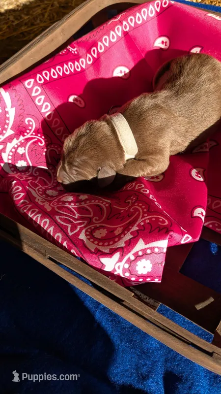 Dark pink collar – Labrador Retriever puppy for sale in Marshall, MO