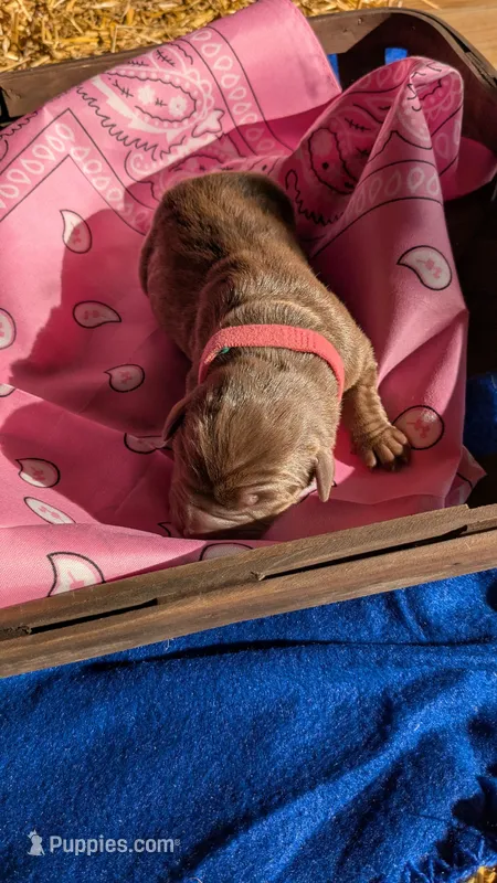 Light pink collar – Labrador Retriever puppy for sale in Marshall, MO