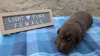Sweet chocolate Lab Puppy (light pink), a female Labrador Retriever for sale in Marshall, MO – Photo 2 of 8