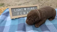 Sweet chocolate Lab Puppy (light pink), a female Labrador Retriever for sale in Marshall, MO – Photo 1 of 8