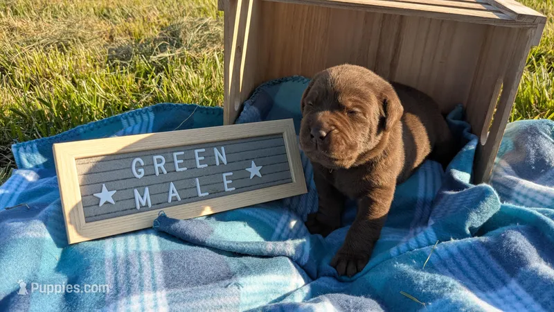 Green collar male  – Labrador Retriever puppy for sale in Marshall, MO