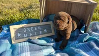 Sweet and sassy chocolate lab puppy (green), a male Labrador Retriever for sale in Marshall, MO – Photo 1 of 9