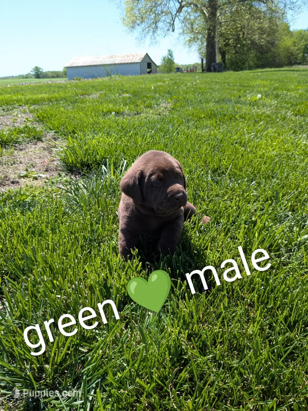 Sweet and sassy chocolate lab puppy (green) – Labrador Retriever puppy for sale in Marshall, MO
