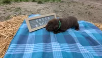 Sweet and sassy chocolate lab puppy (green), a male Labrador Retriever for sale in Marshall, MO – Photo 4 of 9