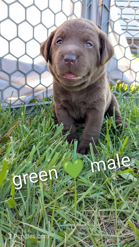 Sweet and sassy chocolate lab puppy (green) – Labrador Retriever puppy for sale in Marshall, MO