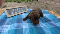 Sweet and sassy chocolate lab puppy (green), a male Labrador Retriever for sale in Marshall, MO – Photo 3 of 9