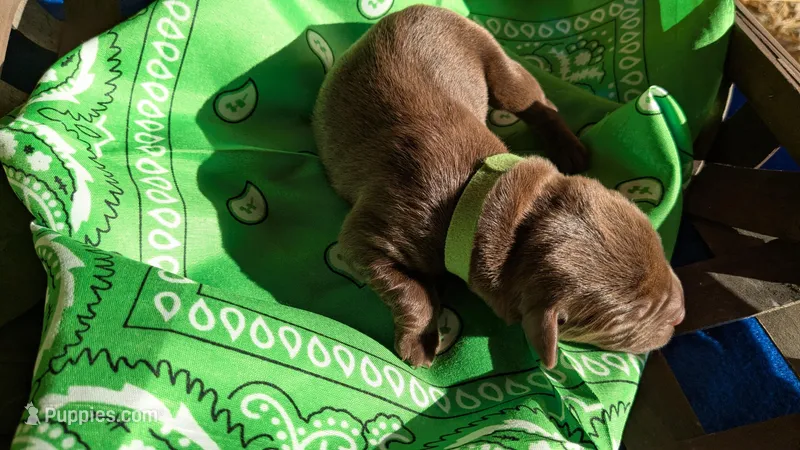 Green collar male  – Labrador Retriever puppy for sale in Marshall, MO