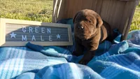 Sweet and sassy chocolate lab puppy (green), a male Labrador Retriever for sale in Marshall, MO – Photo 2 of 9