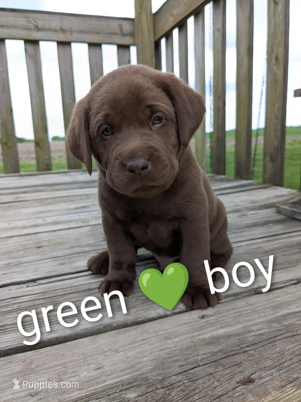 Sweet and sassy chocolate lab puppy (green) – Labrador Retriever puppy on hold in Marshall, MO