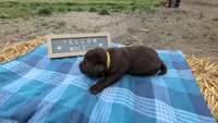 Playful Chocolate Lab Puppy (yellow), a male Labrador Retriever for sale in Marshall, MO – Photo 4 of 8