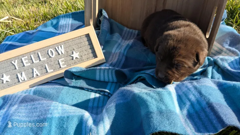 Yellow collar male – Labrador Retriever puppy for sale in Marshall, MO