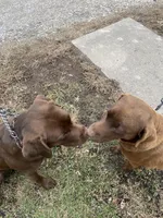 Yellow collar male, a male Labrador Retriever for sale in Marshall, MO – Photo 5 of 5
