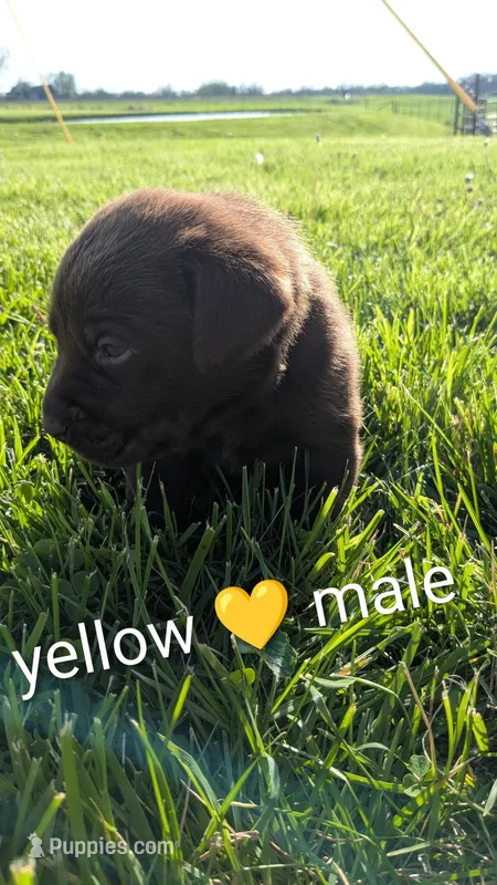 Playful Chocolate Lab Puppy (yellow) – Labrador Retriever puppy for sale in Marshall, MO