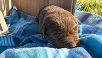 Playful Chocolate Lab Puppy (yellow), a male Labrador Retriever for sale in Marshall, MO – Photo 2 of 8