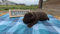 Playful Chocolate Lab Puppy (yellow), a male Labrador Retriever for sale in Marshall, MO – Photo 3 of 8