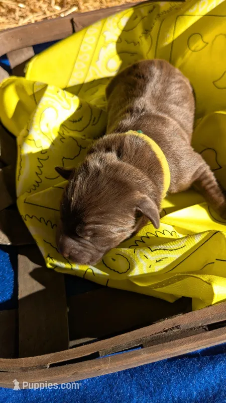 Yellow collar male – Labrador Retriever puppy for sale in Marshall, MO