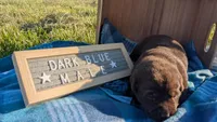 Sweet Chocolate Lab puppy (Dark Blue), a male Labrador Retriever for sale in Marshall, MO – Photo 2 of 9