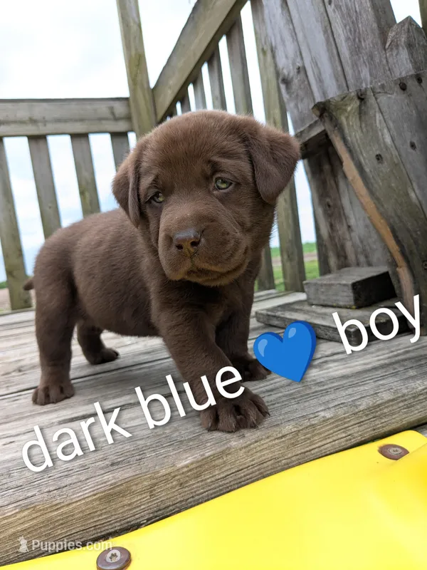 Sweet Chocolate Lab puppy (Dark Blue) – Labrador Retriever puppy for sale in Marshall, MO
