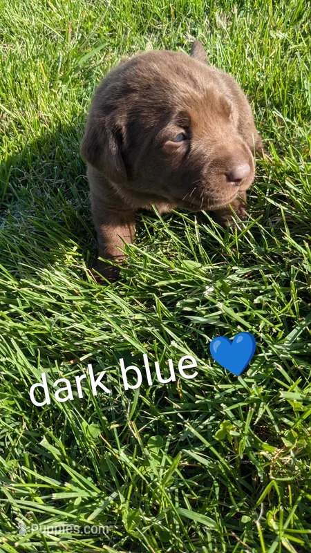 Sweet Chocolate Lab puppy (Dark Blue) – Labrador Retriever puppy for sale in Marshall, MO