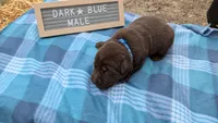 Sweet Chocolate Lab puppy (Dark Blue), a male Labrador Retriever for sale in Marshall, MO – Photo 3 of 9